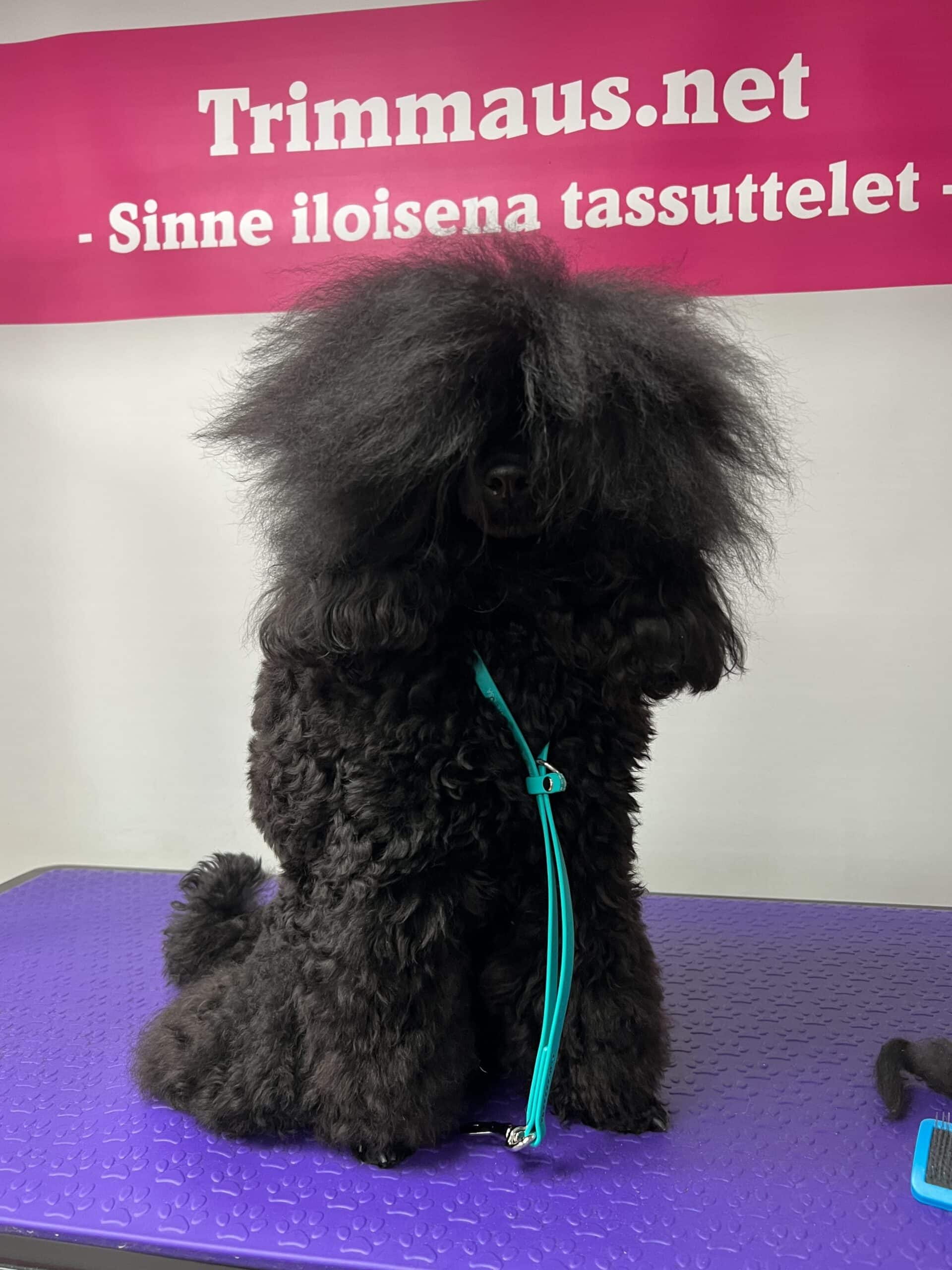 Näyttelyvillakoiran turkki harjattu takuttomaksi ennen pesua