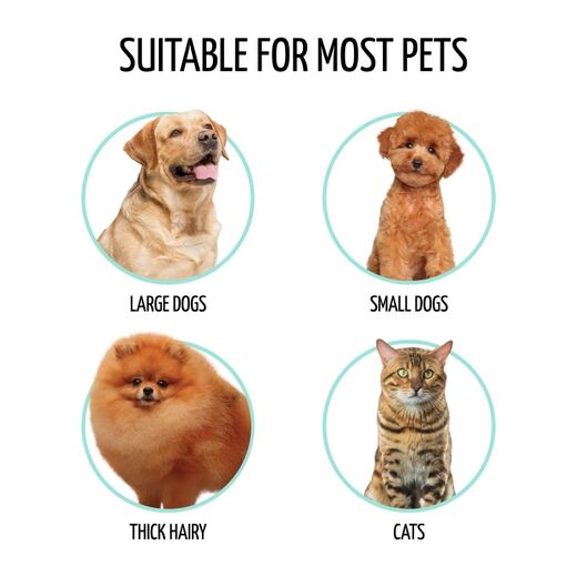 kolme eri näköistä koiraa ja yksi kissa, valkoinen tasta