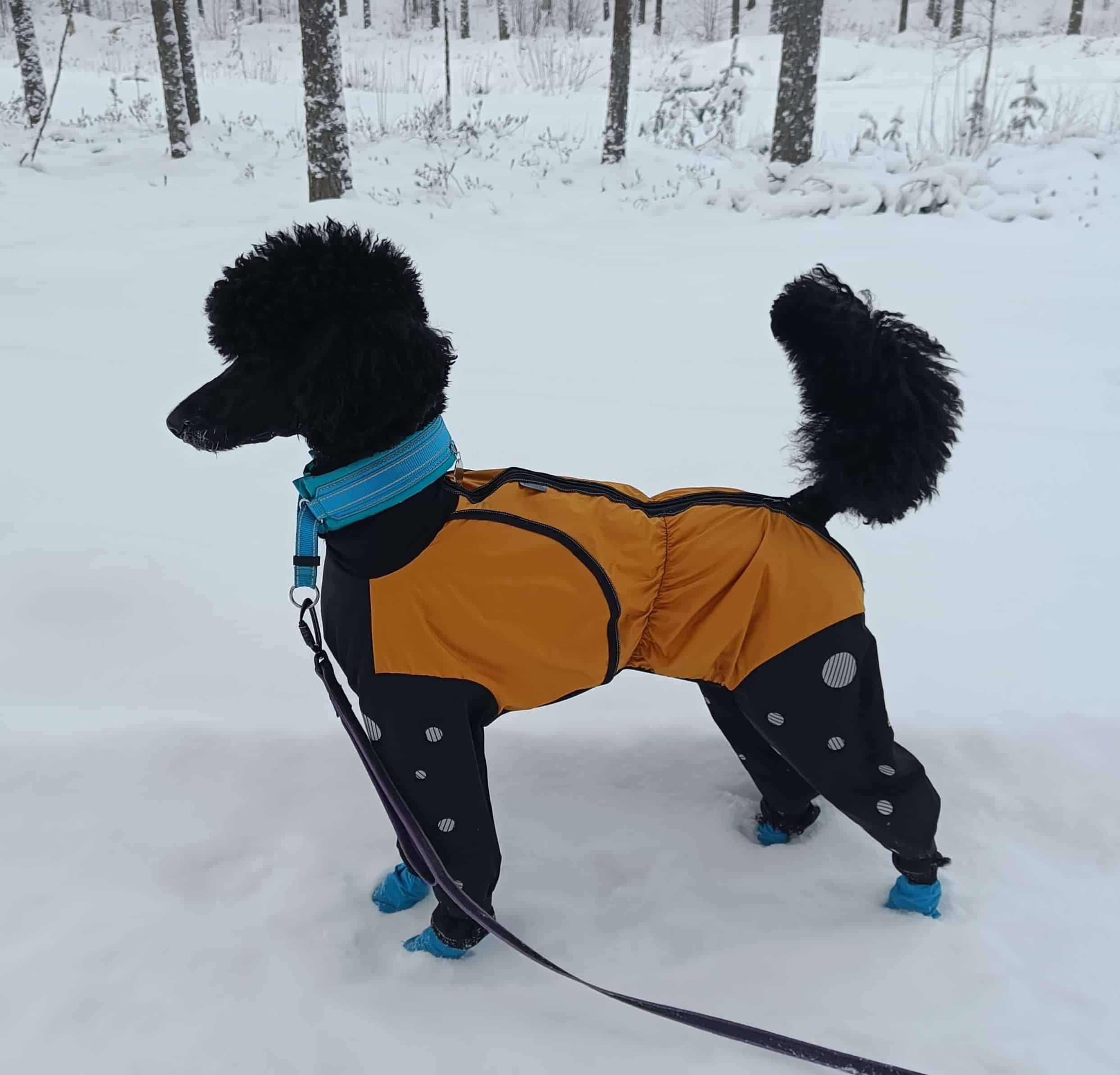 musta villakoira jonka päällä okra-musta värinen Janutex lämpöhaalari Pallo päällä