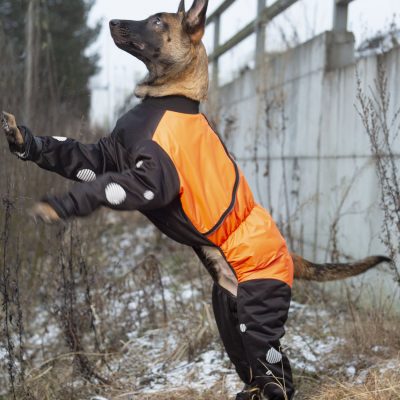 saksanpaimenkoira nojaa puuta vasten päällään Janutexin valmistama oranssi-musta Pallo toppahaalari