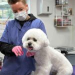 valkoinen bichon ja trimmaajana Laura Vehviläinen