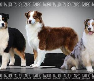 Tauro mikrokuitupyyhe australianpaimenkoira